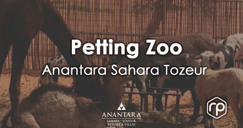 Petting Zoo - Anantara Sahara Tozeur
