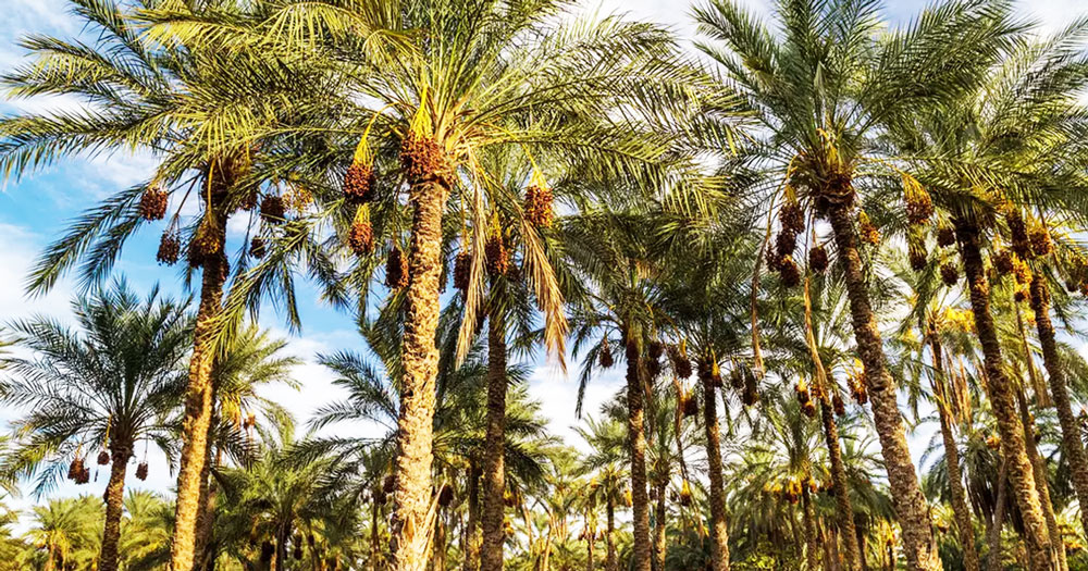 Le jardin de l'Eden à Tozeur 